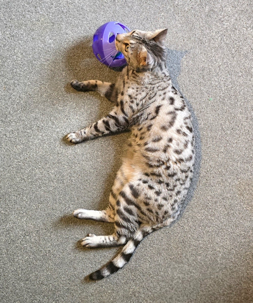 Cat toy ball with bells. Fish design for cats.