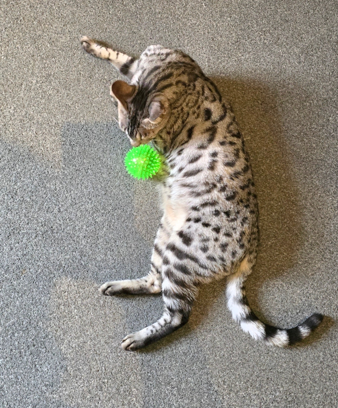 Squeaky, light up, spikey ball for dogs and cats. Pet toy.
